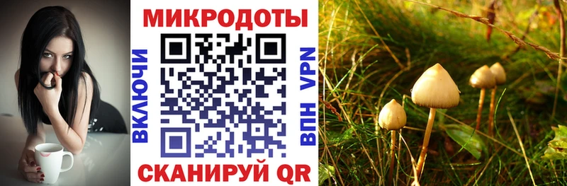 где купить наркоту  дарк нет как зайти  Псилоцибиновые грибы ЛСД  Новая Ладога 
